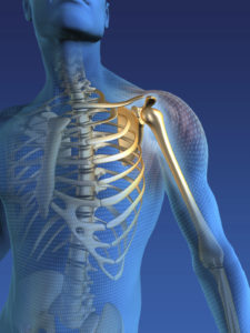 shoulder